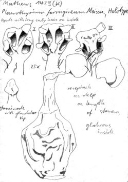 Vorschaubild Pleurothyrium ferrugineum Meisn.